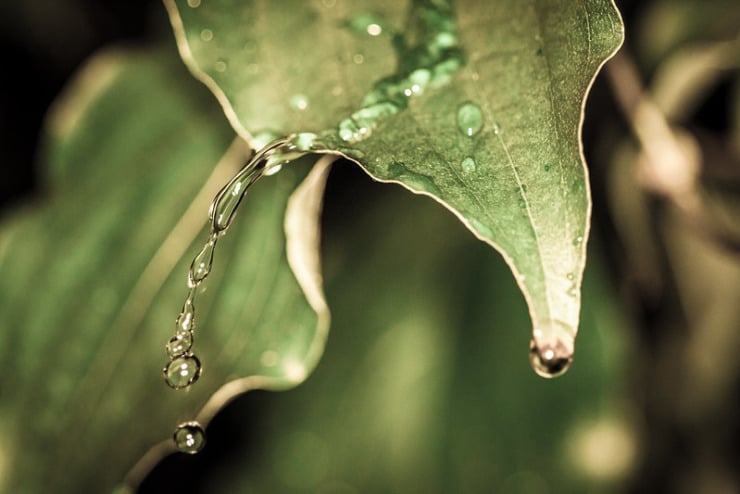 dew dripping off leaf