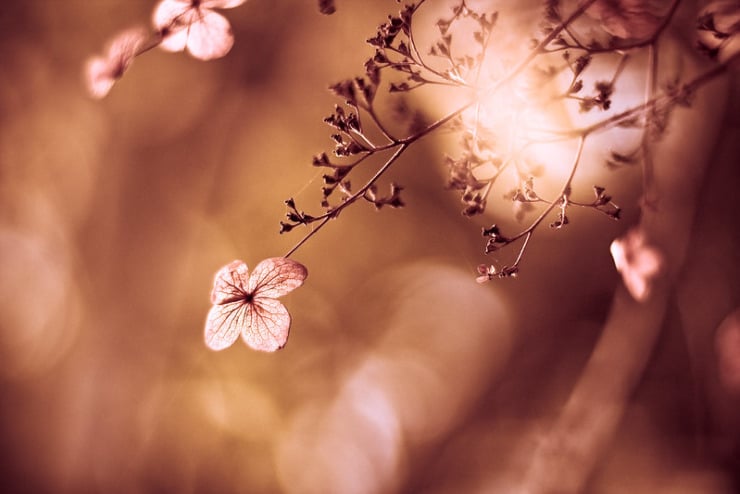 pink flower with tone bokeh