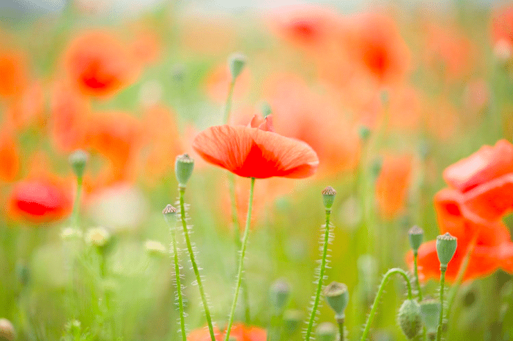 poppies orange