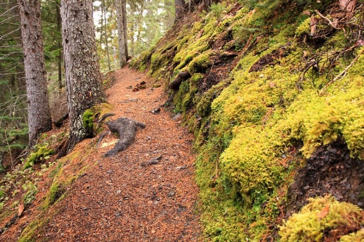Manning Park woods Auden