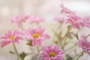 Pink Gerber daisies gathering flowers poetry prompt
