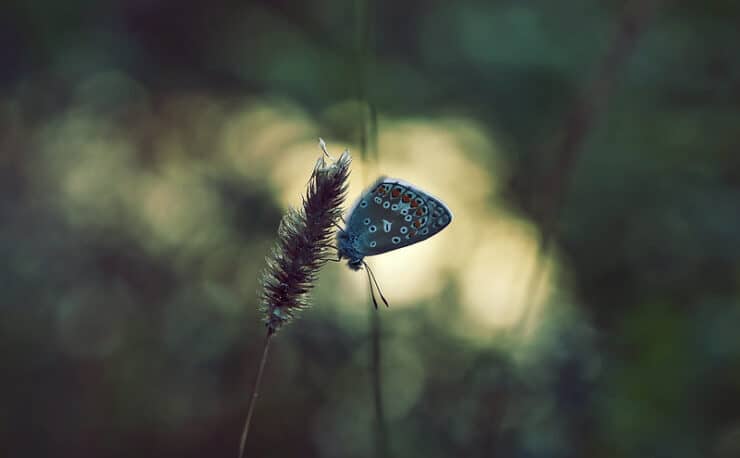 Butterfly Berry