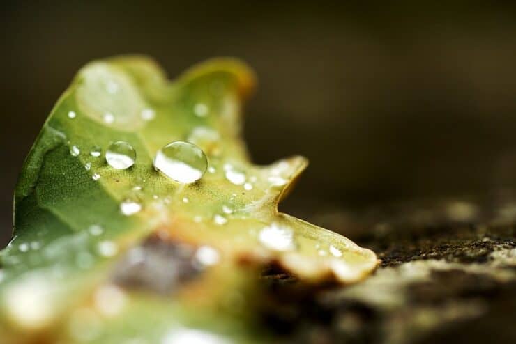 Drops on leaf Murphy