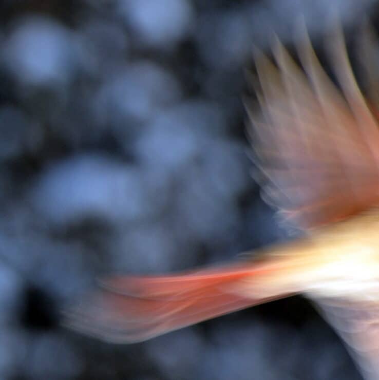 Phoenix Lejeune