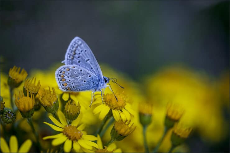 Butterfly on flowers Potos