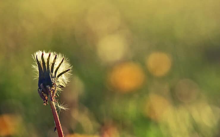 Thistle Dralyuk