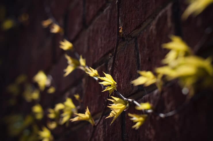 Ivy on wall Sidney Lanier